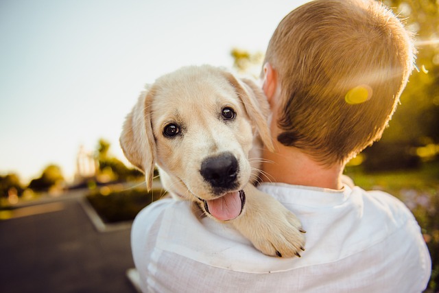 Todo lo que necesitas saber sobre los seguros obligatorios para perros